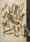 Foto von Salix fragilis L. x Salix triandra L.